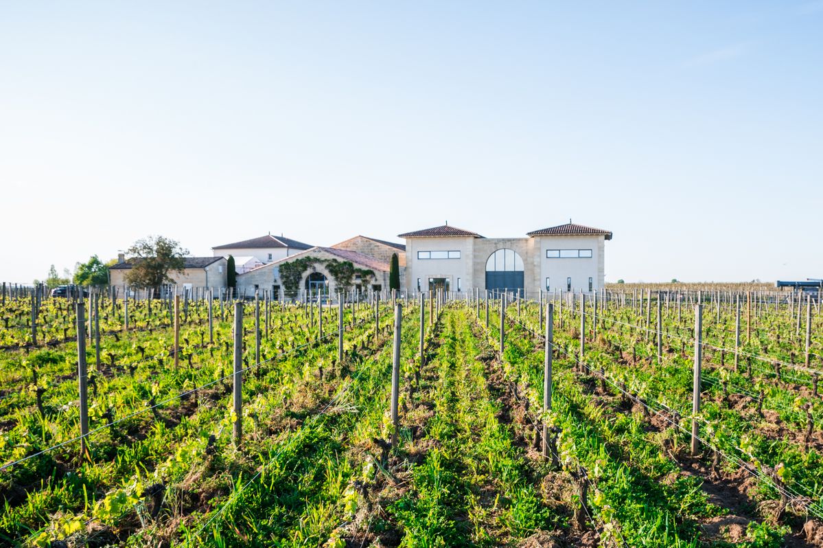 Weinbergreihen im Abendlicht mit Bergpanorama am Horizont
