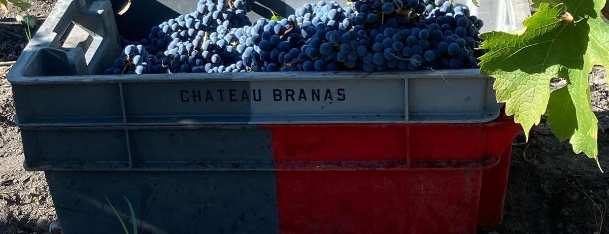 Kiste mit roten Trauben und Aufdruck Château Branas Grand Poujeaux