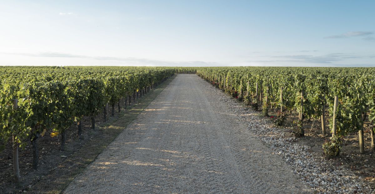 Weinbergreihen rechts und links und in der Mitte eine Straße mit Schotter auf den Weinbergen von Weingut Petrus