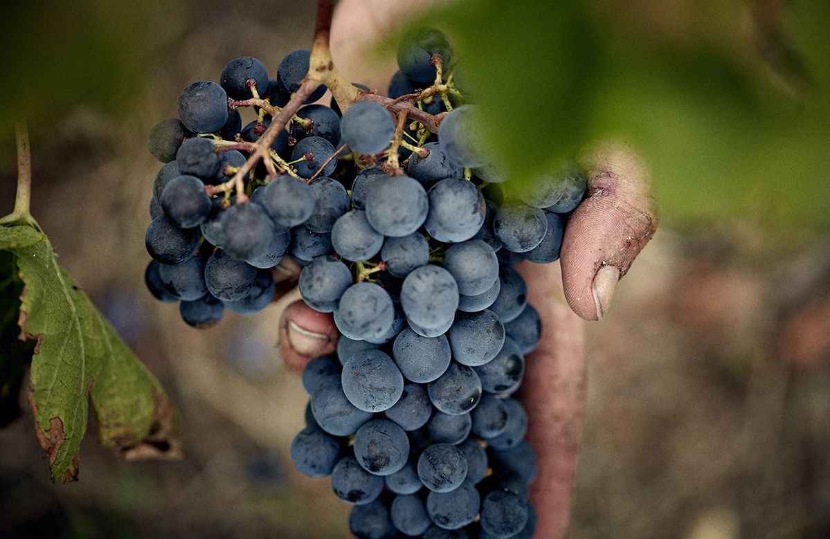 Chateau Laroque