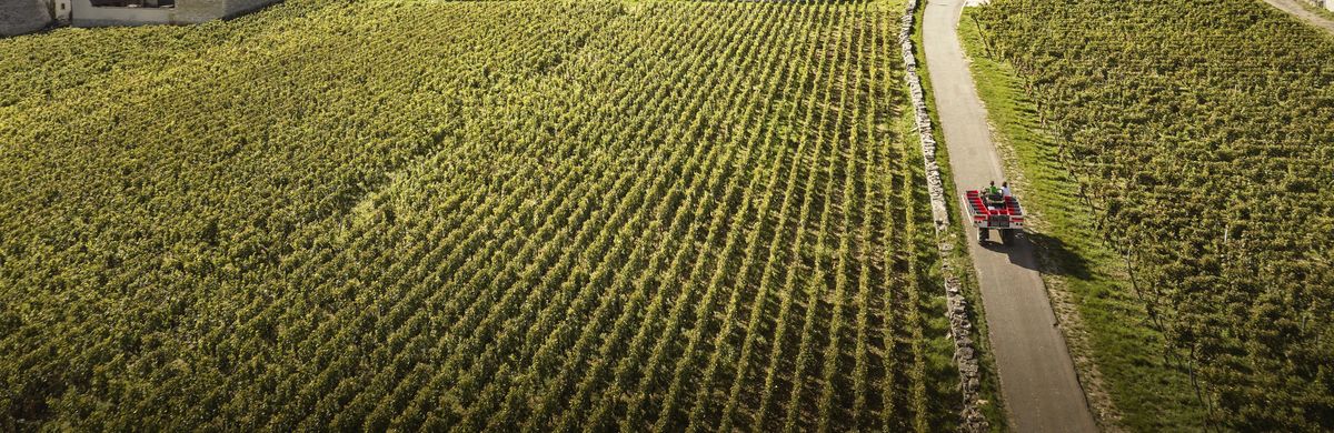 Weinrebenlandschaft von Domaine des Lambrays mit einem Traktor in der Mitte auf einer Straße