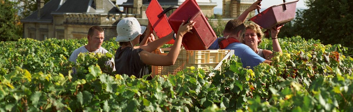 Erntehelfer bei der Ernte der Weintraube in den Weinbergen vor Château Ausone.