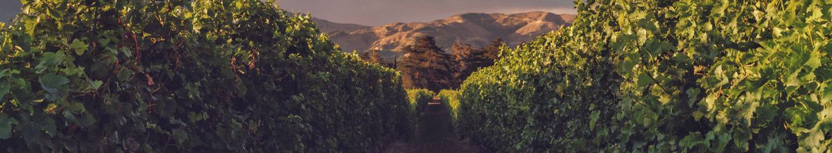 Ein schmaler Weg zwischen den Weinrebenreihen vom Weingut Cloudy Bay bei Sonnenuntergang.