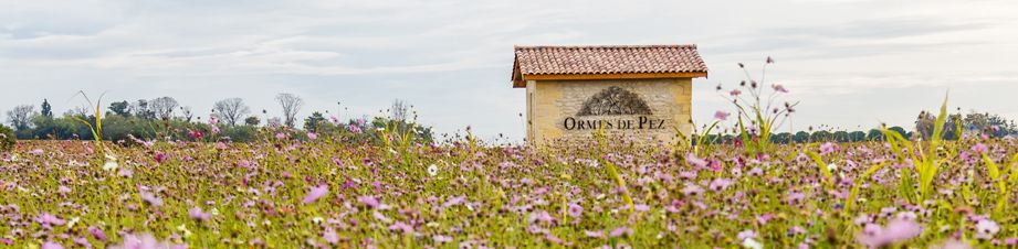 Blick auf den Weinberg von Château Ormes de Pez, davor eine Blumenwiese, im Hintergrund ein kleines Haus mit dem Logo des Château.