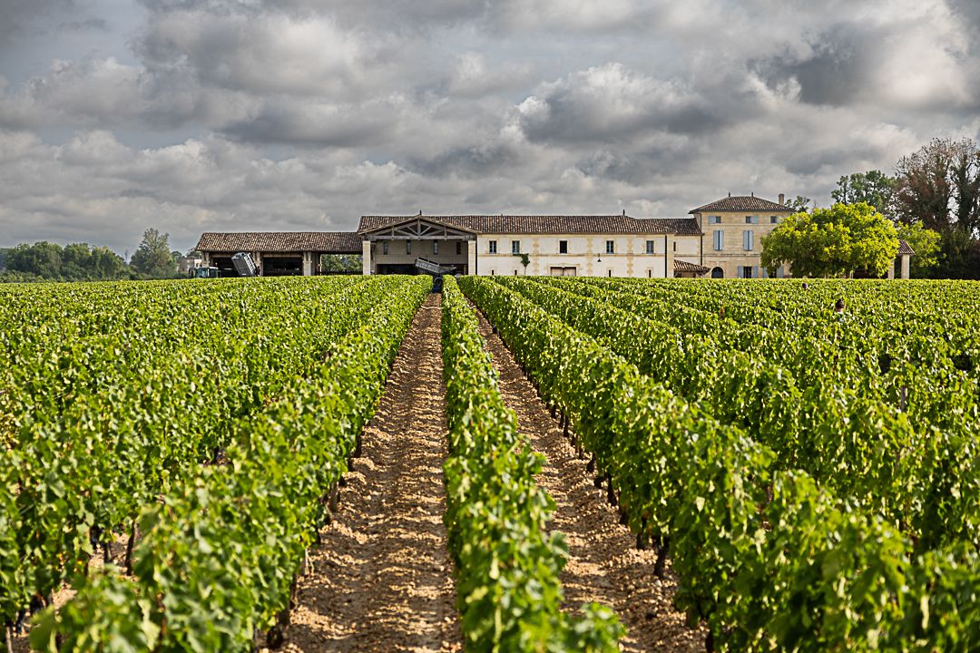 Weinreben von Chateau Lafleur mit weißem Gebäude im Hintergrund unter wolkigem Himmel