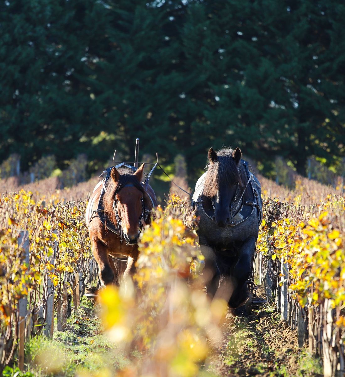 Chateau Smith Haut Lafitte