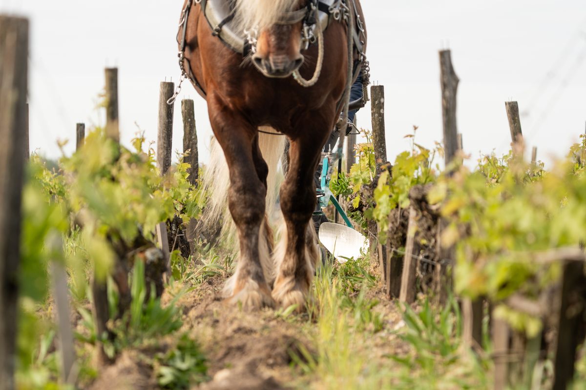 Chateau Pontet Canet