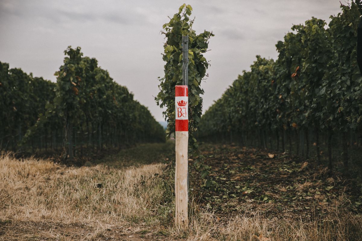 Weingut Bassermann Jordan Weinreben mit Boden und einem Holzpfeiler der das Logo beinhaltet