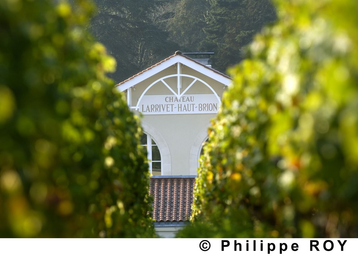 Gelbes Gebäude mit weißem Dach und rotem Schriftzug von Chateau Larrivet Haut Brion durch Weinreben fotografiert