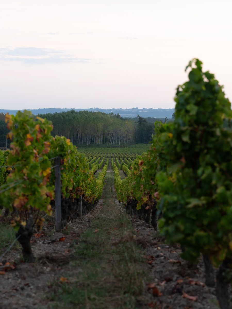 Chateau Rieussec