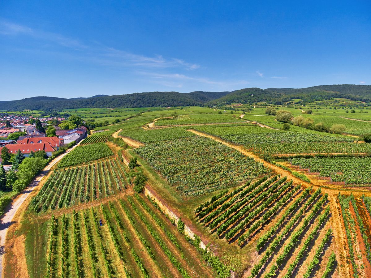 Weinbergen von Weingut von Winning im blauem Himmel