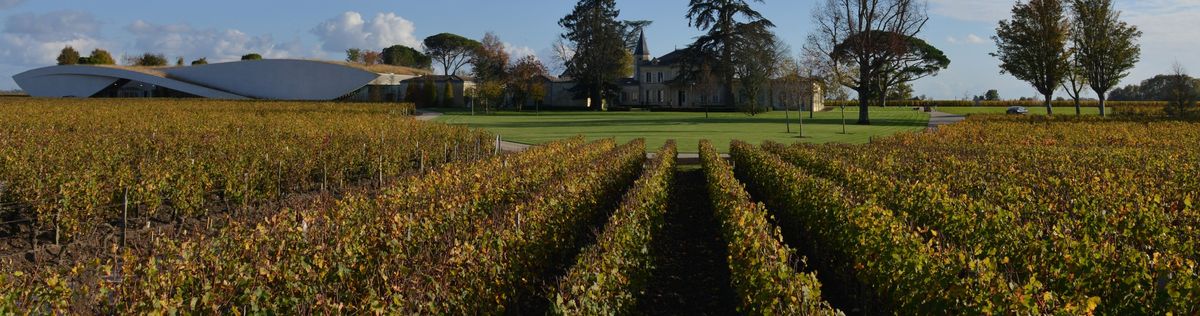 Weinrebenreihen in der golden Hour vor den Gebäuden von Château Cheval Blanc