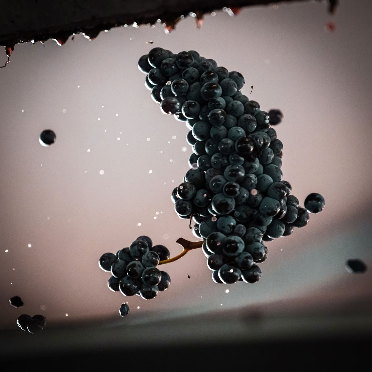Fallende Weintraube von Chateau Durfort Vivens