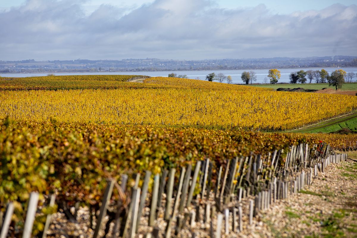 Hügel von Weinreben im Herbst im Hintergrund großer see mit dunkelblauem HImmel