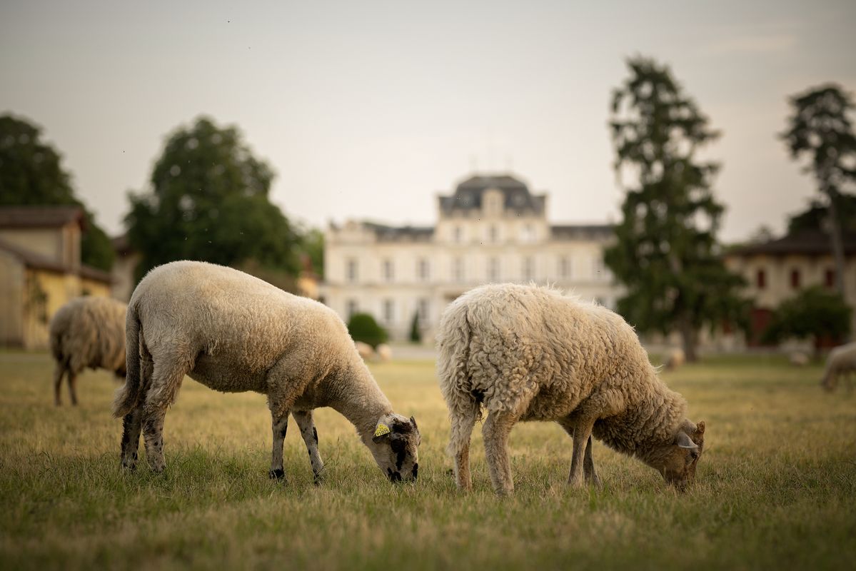 Schafe stehen auf grüner Wiese vor Gebäude von Chateau Giscours