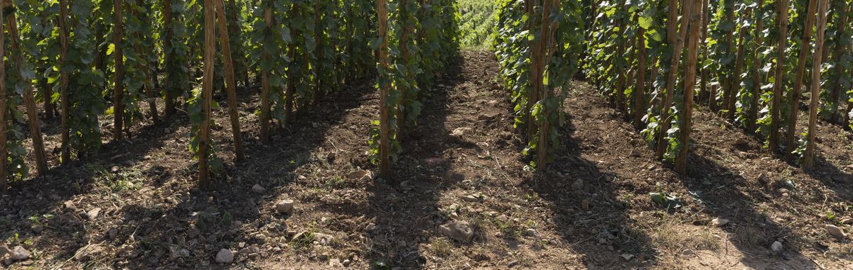 Stamm von Weinrebe auf Erde von Dugat Py