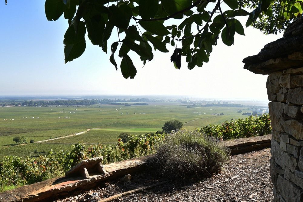 Aussicht von Moet et Chandon auf weite Weinrebenlandschaft unter blauem Himmel