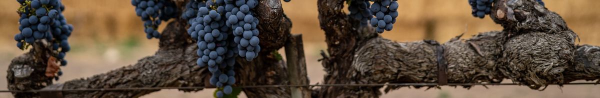 Rote Weintrauben am Rebstock auf Peter Michael Winery