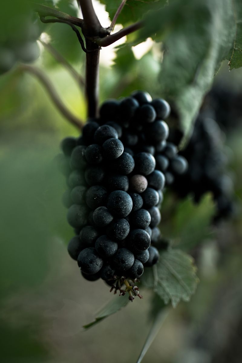 Nahaufnahme von Weintraube mit Weinblätter