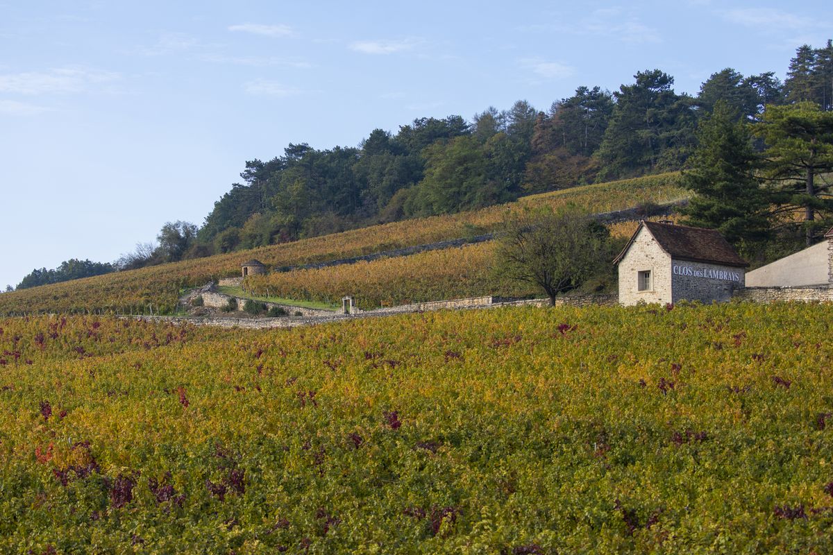 Hügelige Weinrebenlandschaft unter blauem Himmel mit kleinem weißem Haus von Domaine des Lambrays in der Mitte