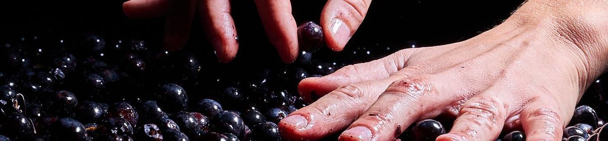 Zwei Hände greifen nach roten Weintrauben von Château Haut-Bailly