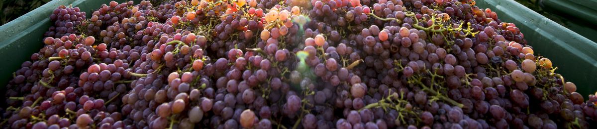 Rote Weintrauben in einem Behälter auf Weingut Kornell.