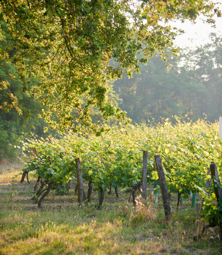 Clos Rougeard