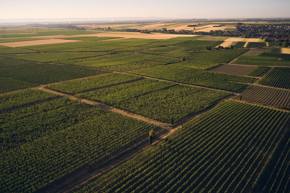 Weinreben im Sonnenlicht von Weingut Wittmann
