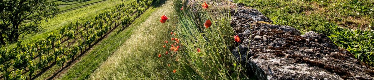 Mauervorsprung mit Mohn und unterhalb die Weinrebenreihen auf Château Haut-Brion