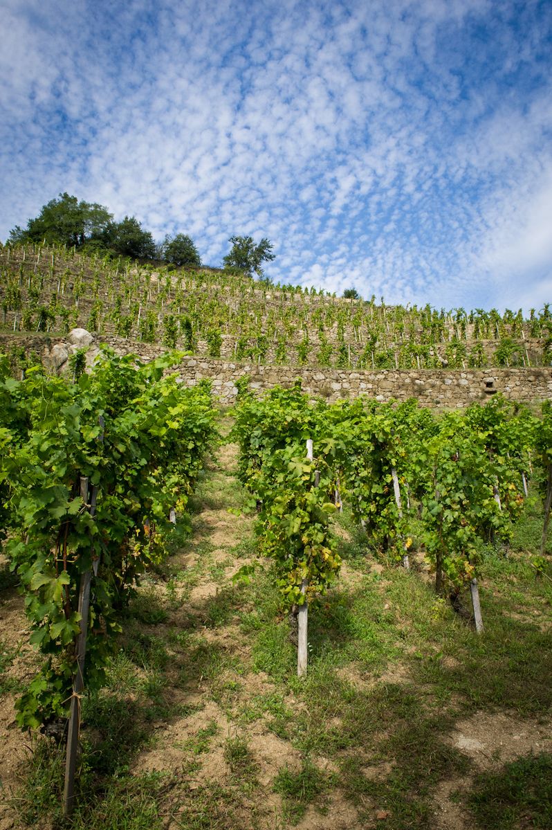 Chateau Grillet