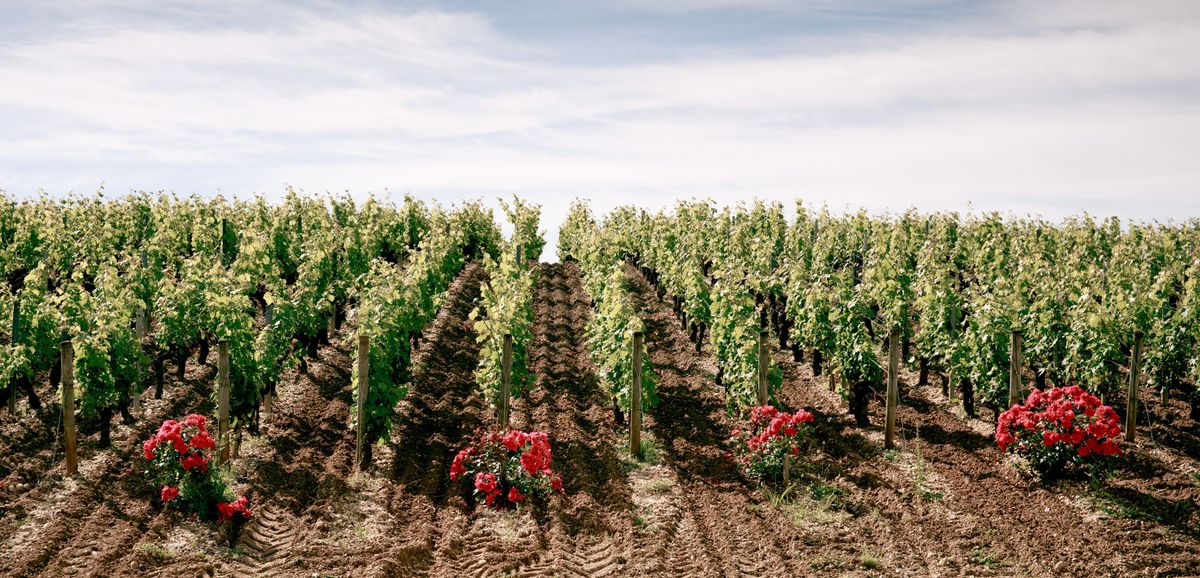 Weinreben unter blauem Himmel mit roten Blumen von Chateau Malartic Lagraviere