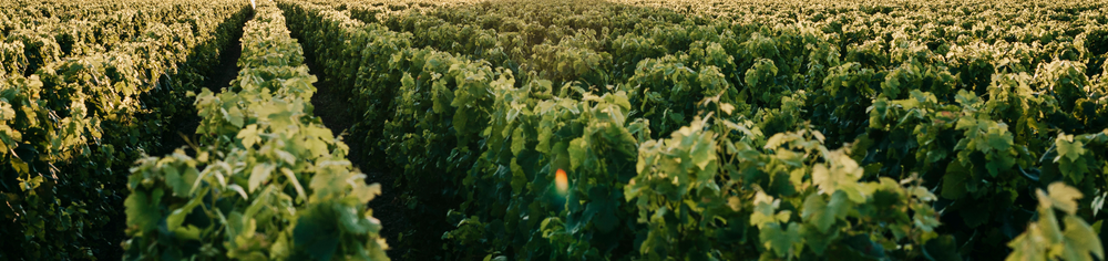 Weinberge mit Zypressenallee und See in hügeliger Landschaft