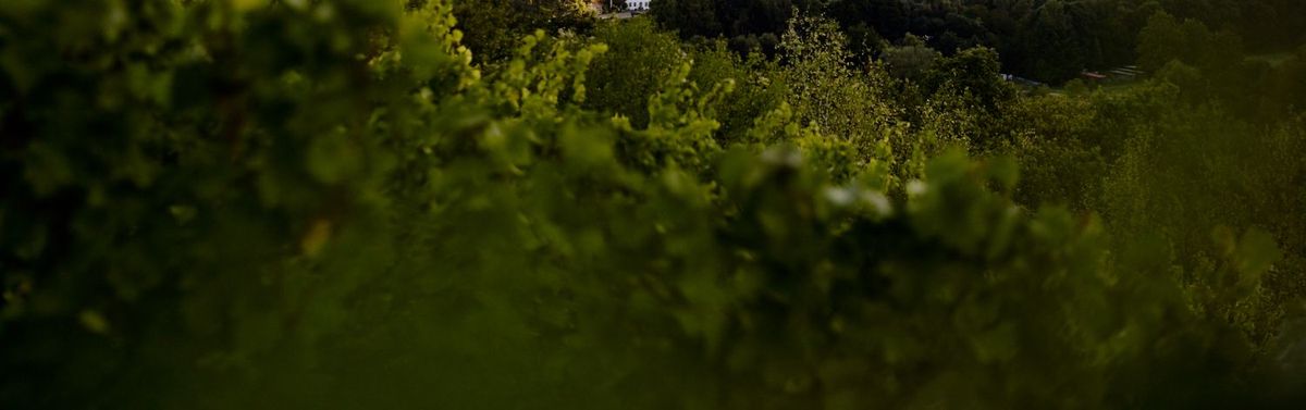 Blick zwischen die Weinblätter im Weinberg Weingut Dönnhoff