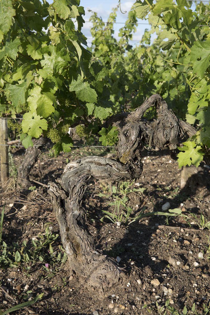 Chateau Siran