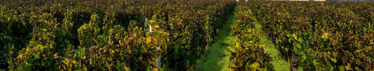 Weinreben von Chateau Giscours