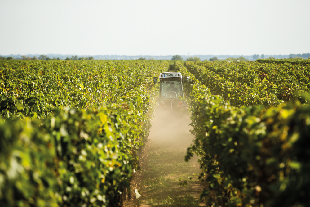 Traktor von Weingut Studier der in Weinreben fährt mit blauem Himmel