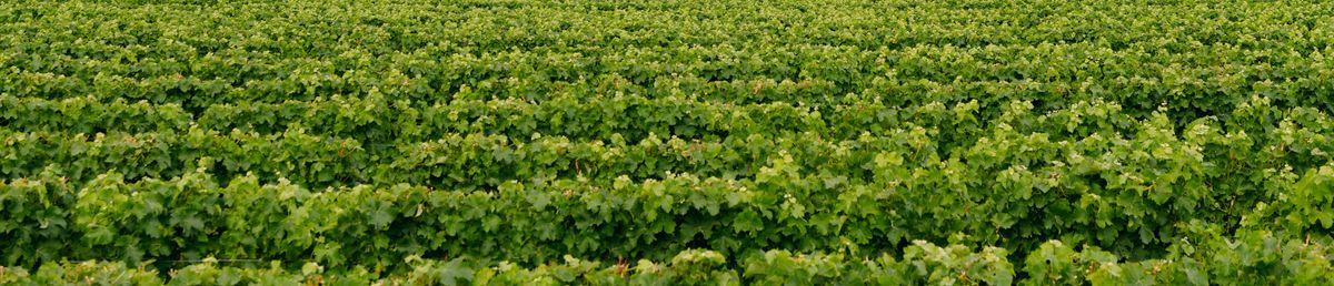 Weinrebenreihen auf dem Weingut Cloudy Bay
