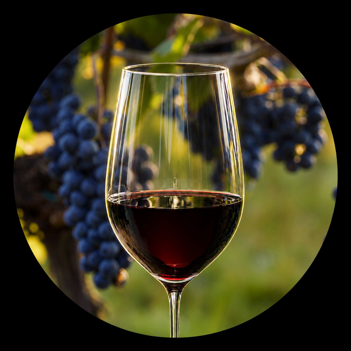 Glas Rotwein vor dunkelblauen Trauben an der Rebe