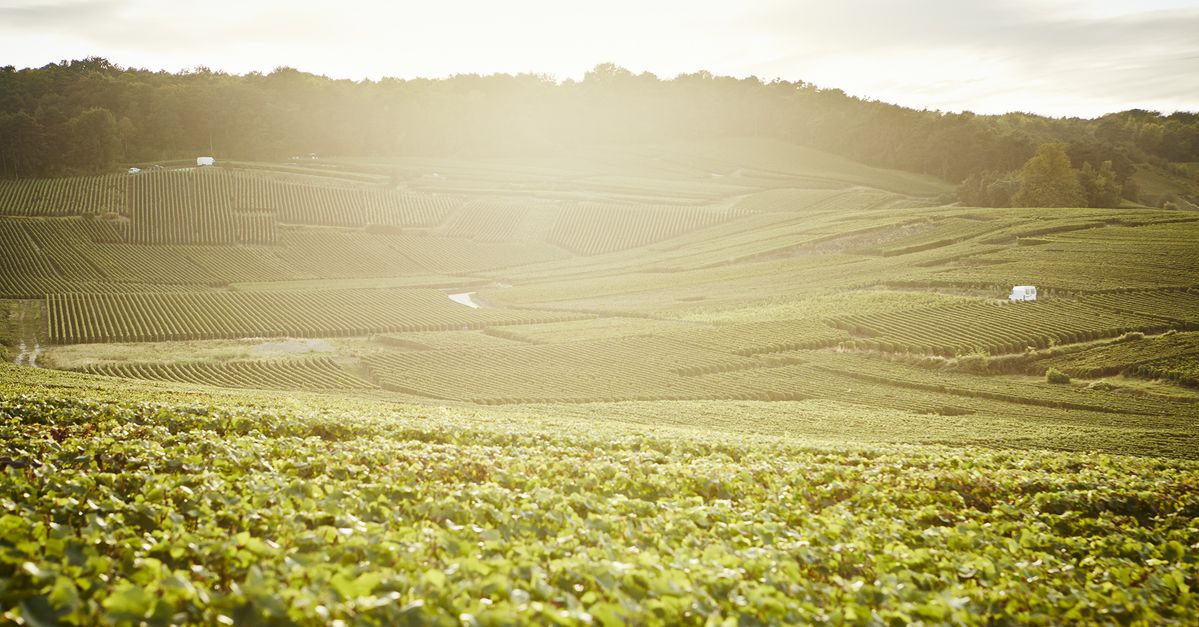 Weite Weinberglandschaft von Krug