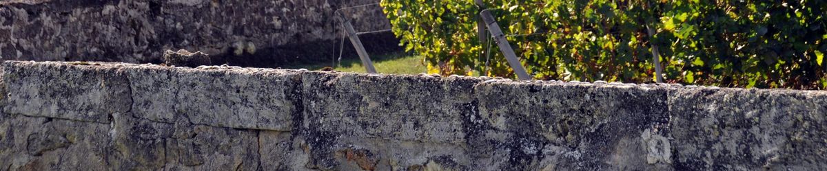 Steinmauer und im Hintergrund Weinreben auf Château Cap Saint George