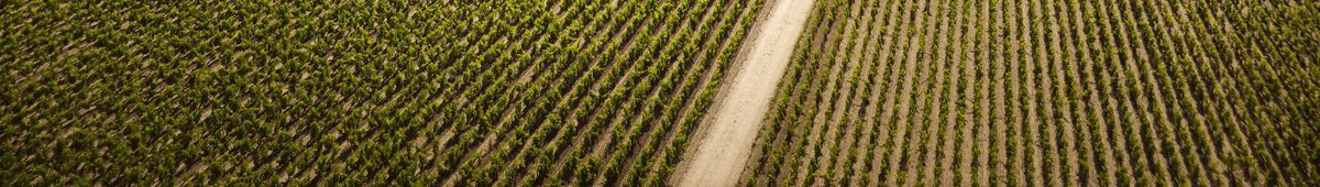 Weinbergreihen und dazwischen ein Schotterweg auf Château Grand Puy-Lacoste