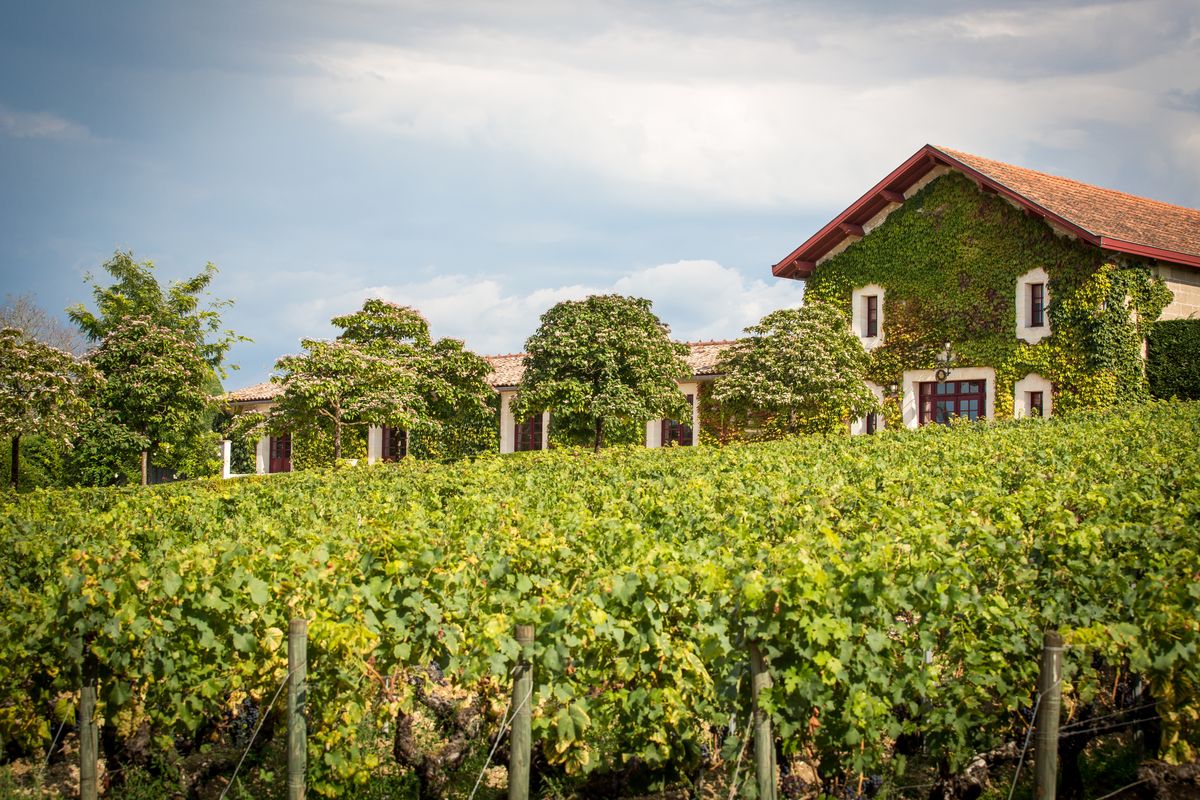 Haus bewachsen mit Efeu hinter Weinreben von Chateau Malartic Lagraviere unter blauem Himmel