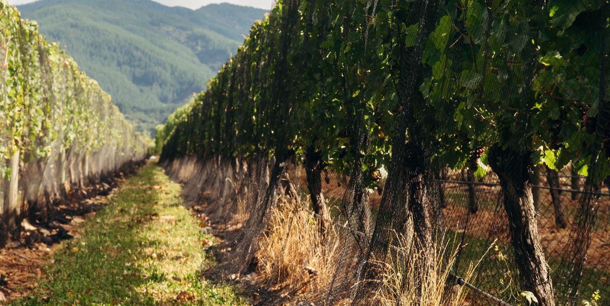 Blick zwischen die Weinrebenreihen auf dem Weingut von Cloudy Bay