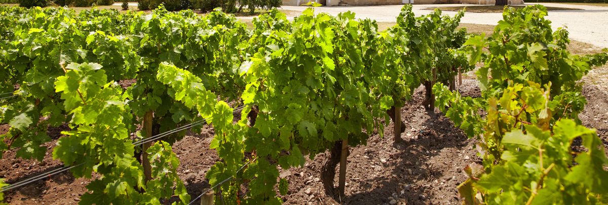 Weinreben von Chateau Haut Batailley