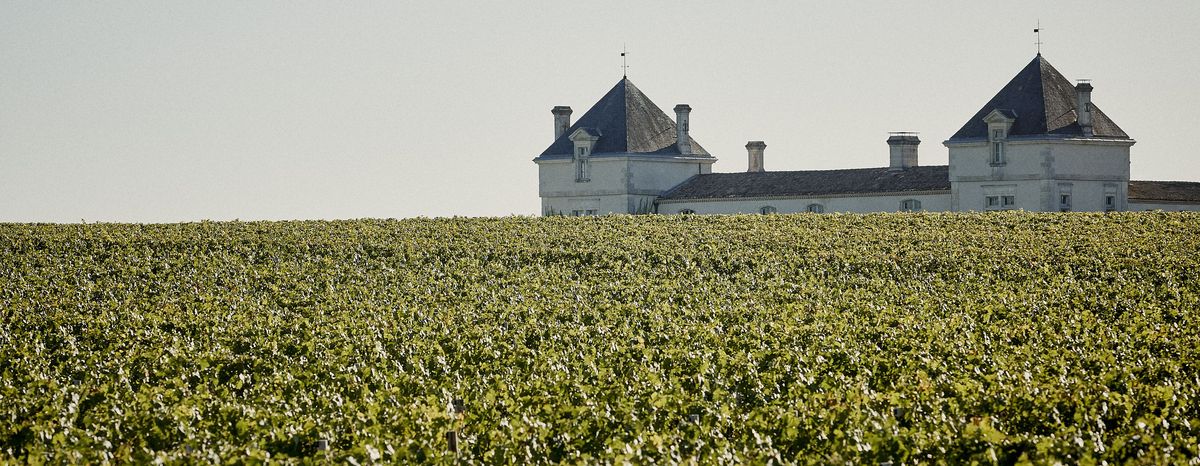 Weite Weinrebenlandschaft mit Gebäude von Chateau de Pez im Hintergrund