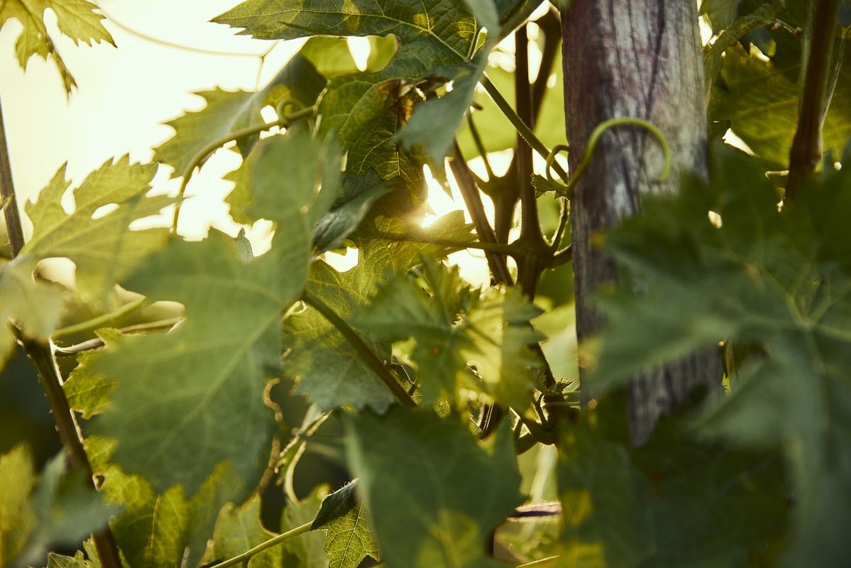 Nahaufnahme grüner Weinblätter an einem Rebstock