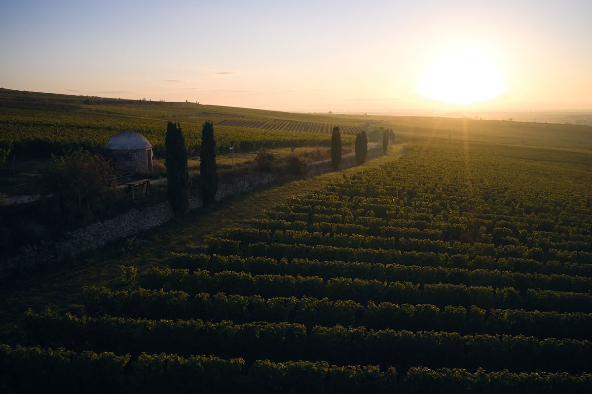 Weinreben im Sonnenlicht von Weingut Wittmann