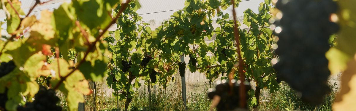 Blick durch die Weinrebenreihen auf den Weinbergen von Cloudy Bay