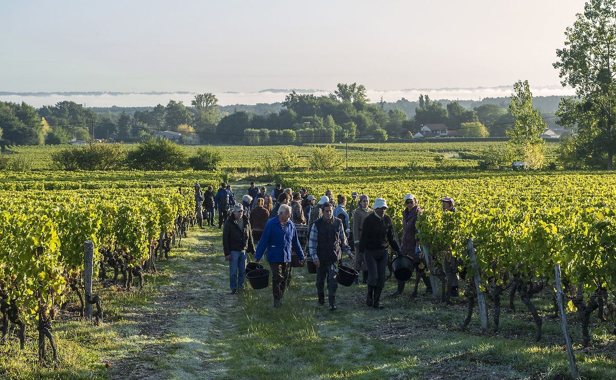 Personen stehen mit Eimern in den Weinbergen von Chateau Rieussec und arbeiten