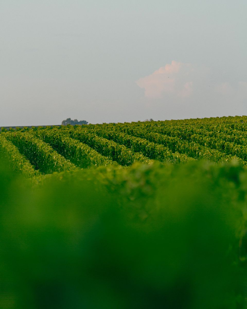 Weite Weinbergslandschaft mit parallelen Rebenreihen auf sanften Hügeln von Chateau Canon